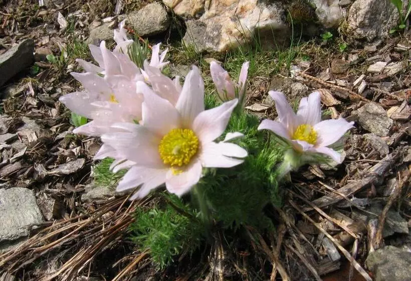 Majatalo Horský Dům