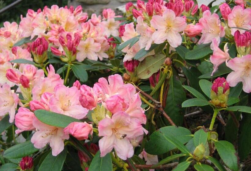 Пансион Horský Dům