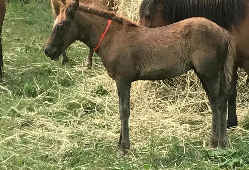 ホテル Chincoteague Inn