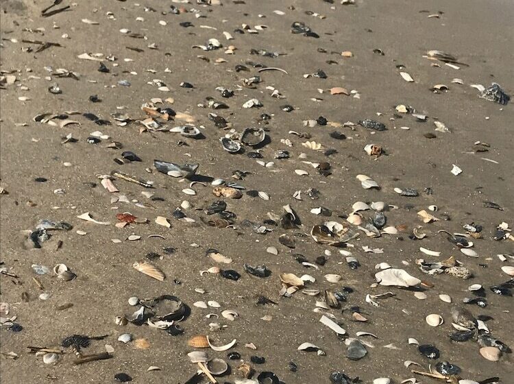 酒店 Chincoteague Inn