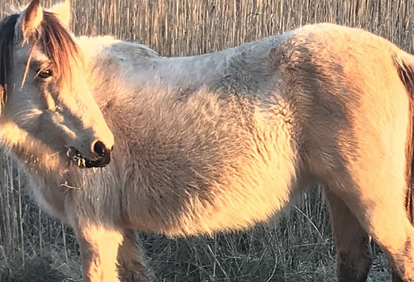 酒店 Chincoteague Inn