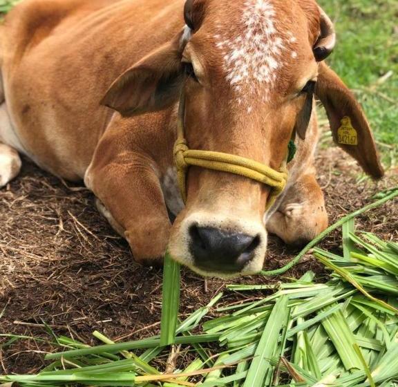 Hotel Penrhyn Estd 1929