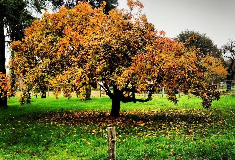 Pensionat Au Coq Des Bois