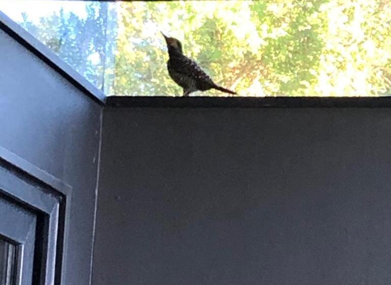 هتل Meular Chiloe