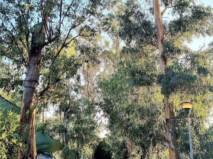 酒店 Camping La Naranja