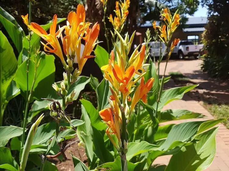 Majatalo Lions Guesthouse