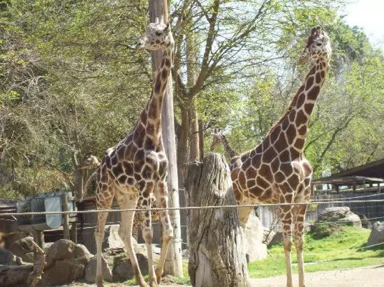 ホテル Summerfield Inn Fresno Yosemite