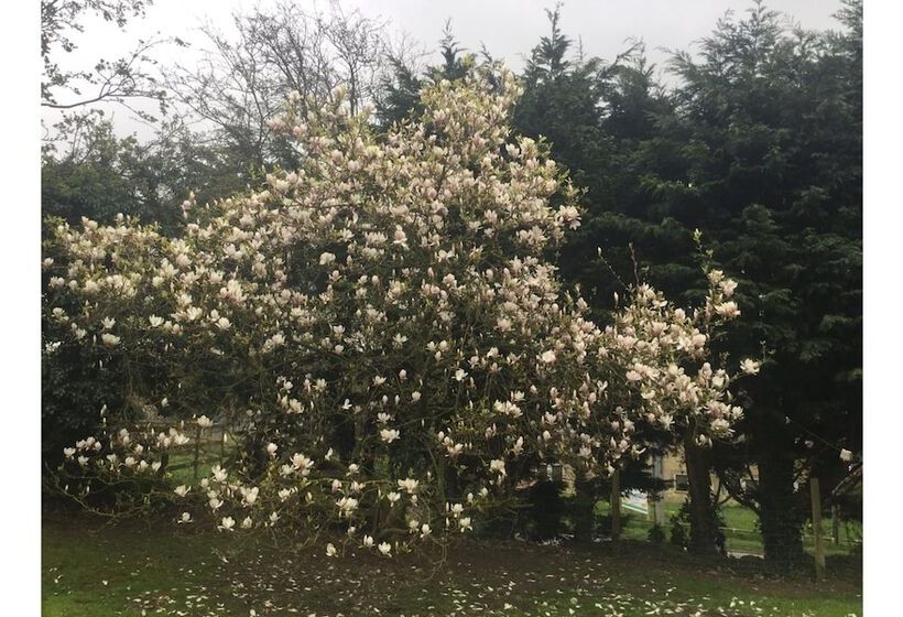 住宿加早餐  The Old Alma