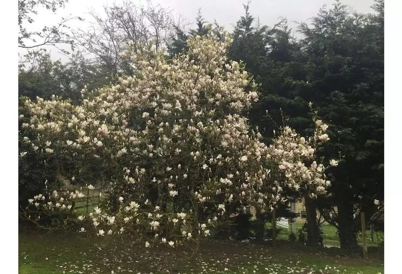 Aamiaismajoitus (B&B) The Old Alma