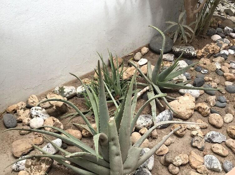 هتل Blue Eagle Guesthouse