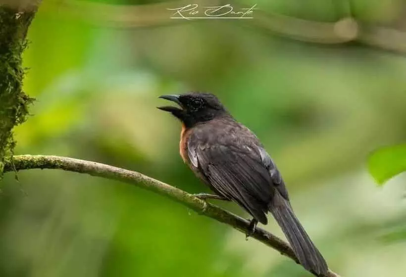 ホテル La Gamba Rainforest Lodge
