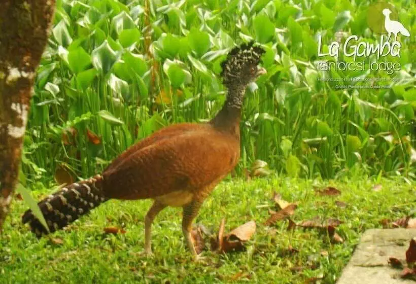 ホテル La Gamba Rainforest Lodge