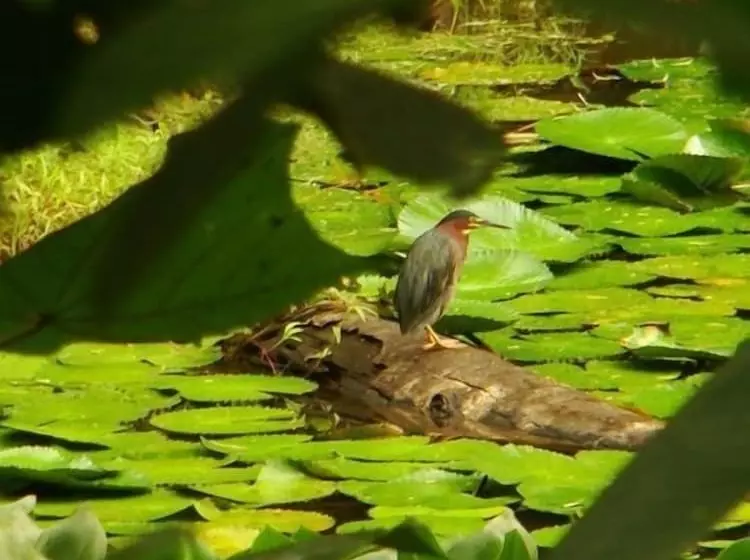 ホテル La Gamba Rainforest Lodge