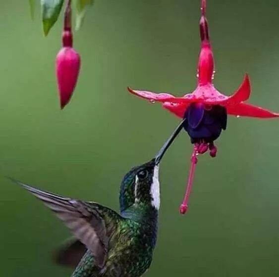 ホテル La Gamba Rainforest Lodge