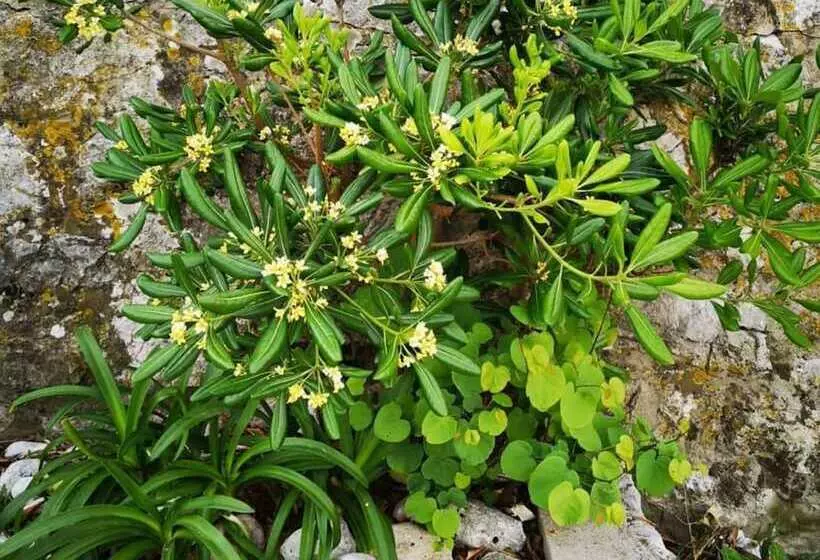 ペンション Fortunero