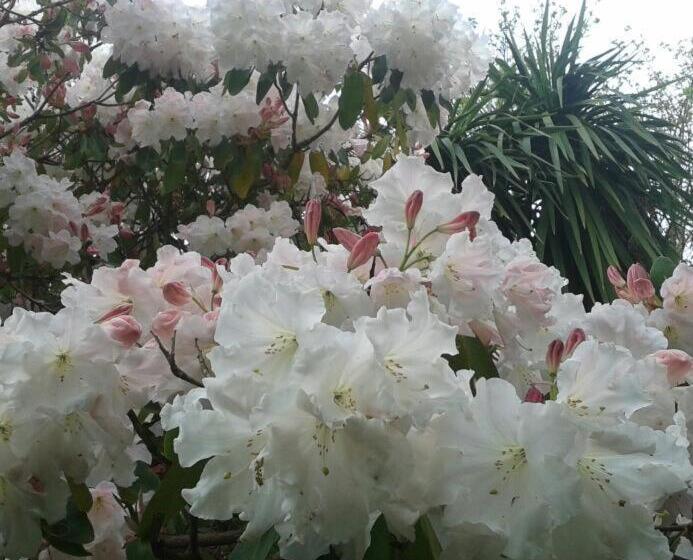 膳宿费 Kilmokea Country Manor & Gardens