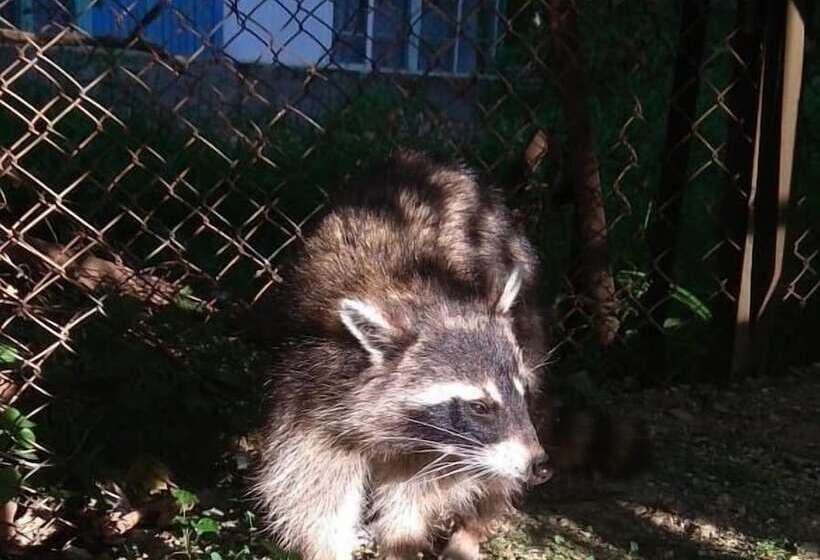 پانسیون Rucheek