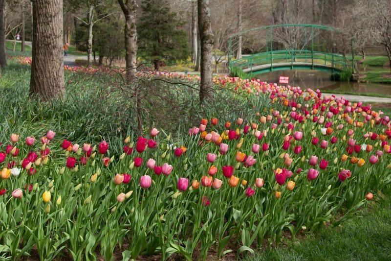 Forrest Hills Mountain Resort