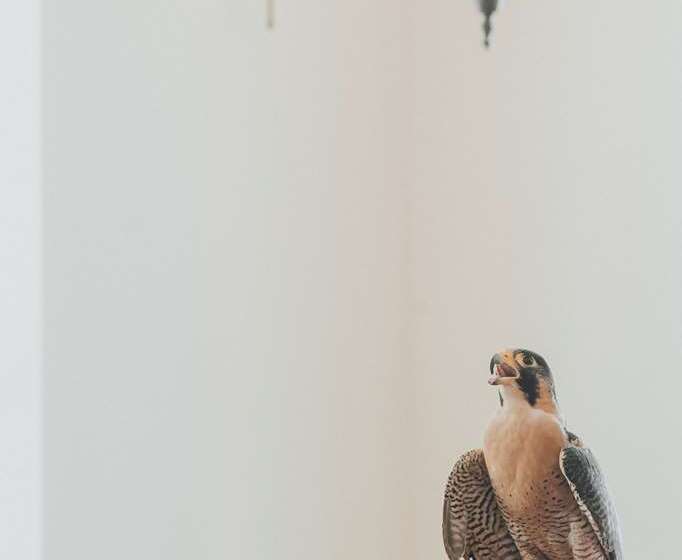 هتل The Peregrine Omaha Downtown, Curio Collection By Hilton