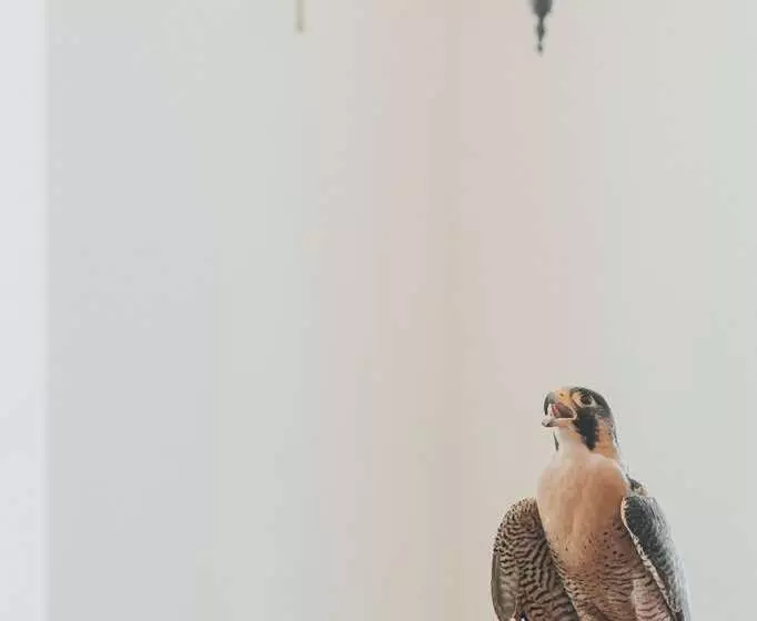 Hotelli The Peregrine Omaha Downtown, Curio Collection By Hilton