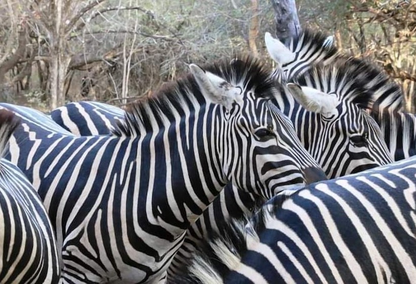 펜션 Leopard Kruger Lodge