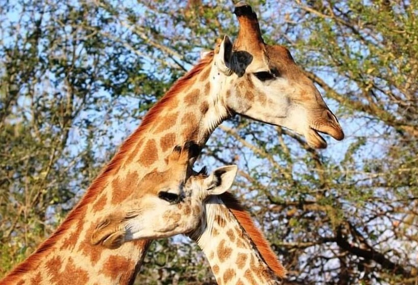 펜션 Leopard Kruger Lodge