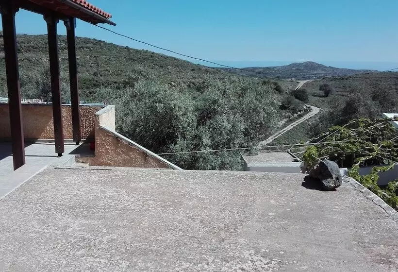 Garden Of Olive Trees