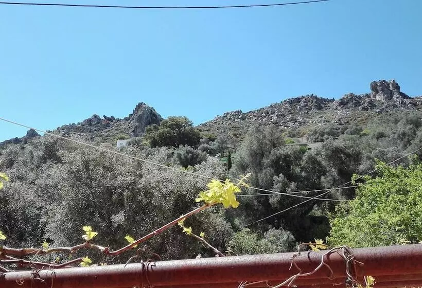Garden Of Olive Trees
