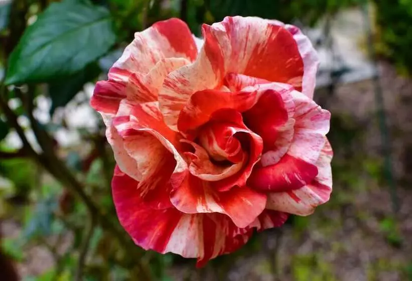 Royle Farm B&b