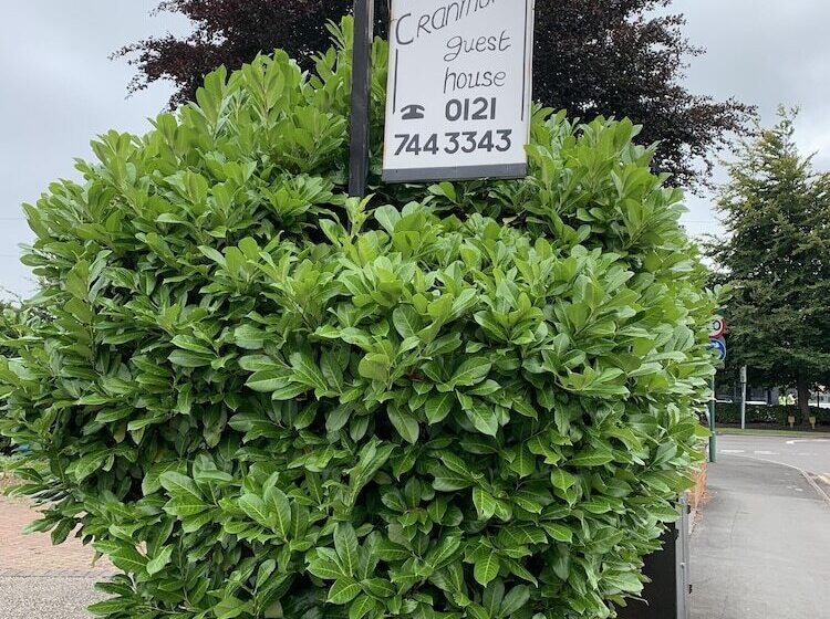 Bed and Breakfast Cranmore Guest House