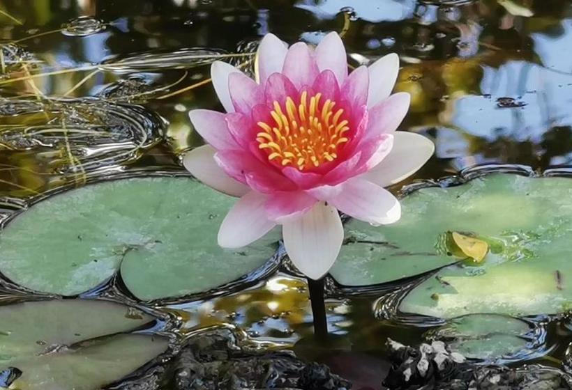 Villa Los Jazmines Ronda By Ruralidays