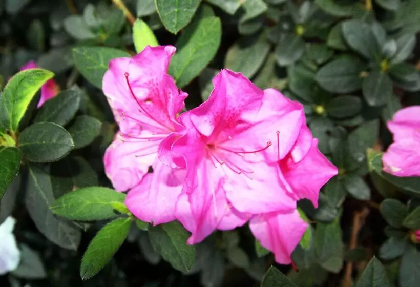 酒店 Hampton Inn Birmingham/mountain Brook