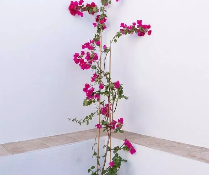 Ds Traditional Villas Santorini Island