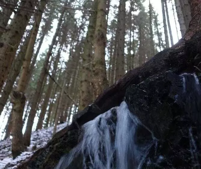 Ferienwohnungen Wiesenhof