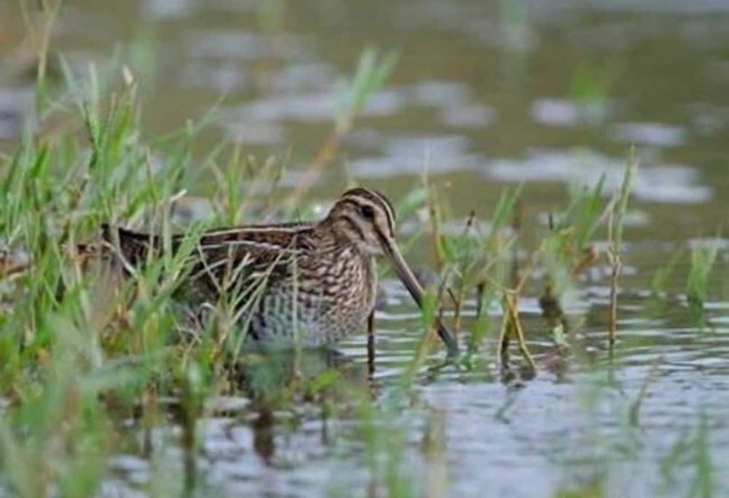בית מלון כפרי Campingplatz Jungferweiher