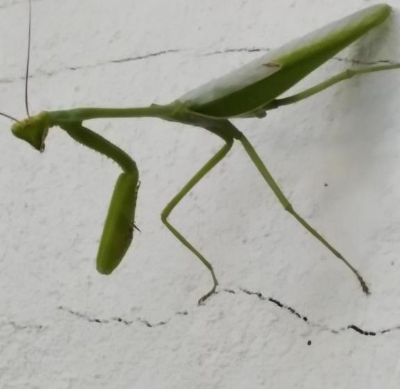 בית מלון כפרי Boca Brava Lodge