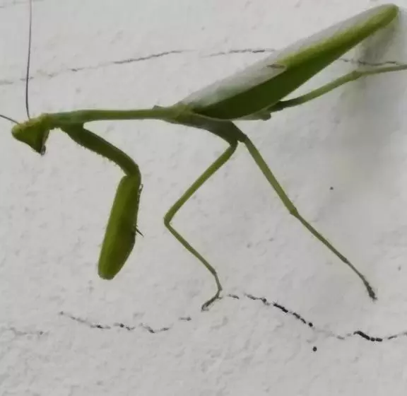 ホテル Boca Brava Lodge