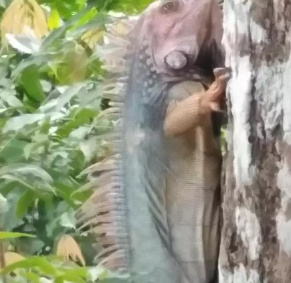 ホテル Boca Brava Lodge