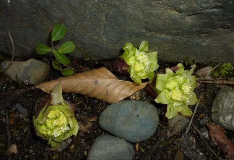 ريوكان Bunanoyado Koase