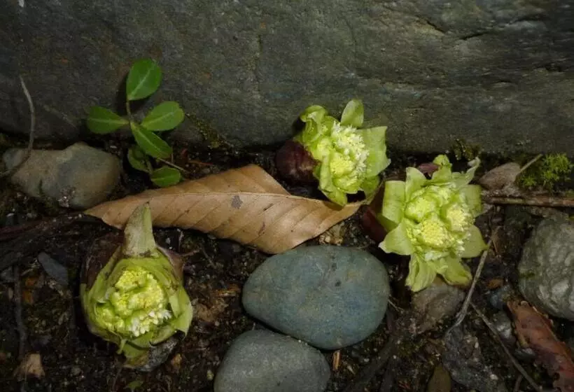 旅館 Bunanoyado Koase