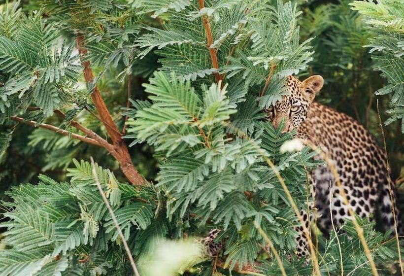 Отель Tanda Tula Safari Camp