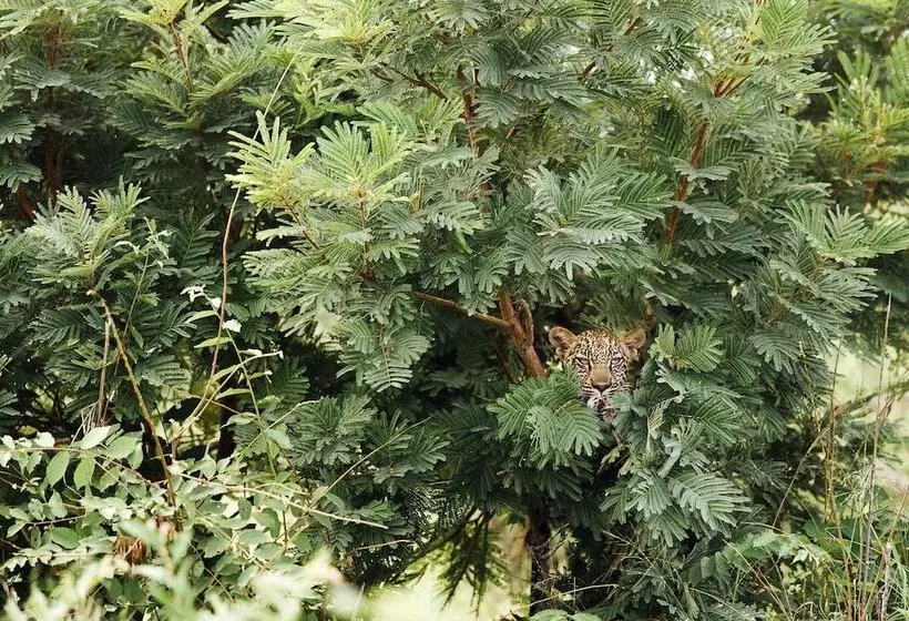 Hotelli Tanda Tula Safari Camp