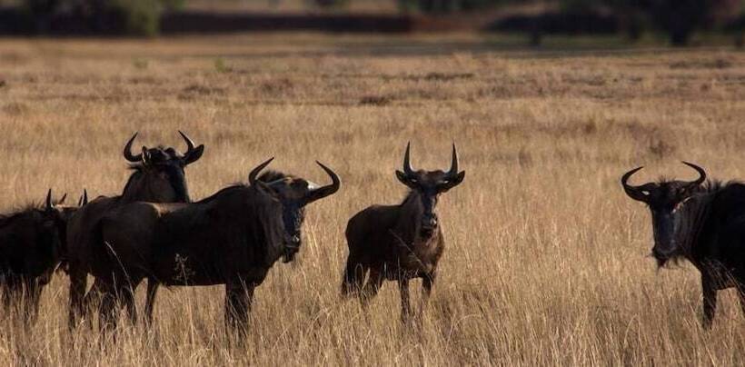 ホテル Izapa Bush And Game Lodge