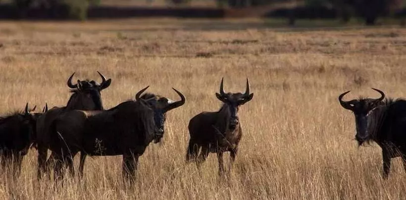 Hotelli Izapa Bush And Game Lodge