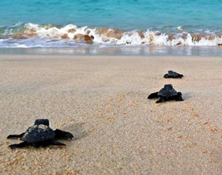 پانسیون Holiday B&b