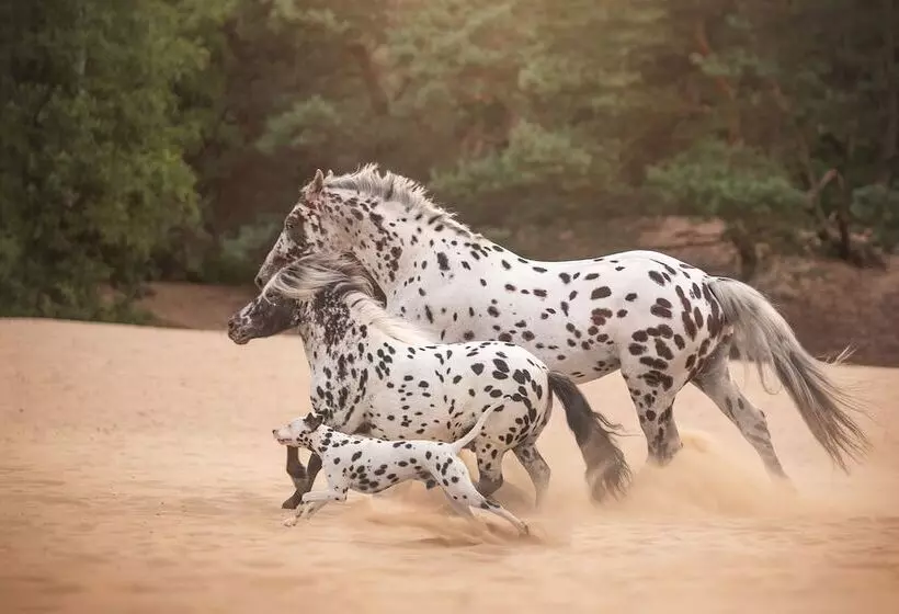 ホテル Human & Horse