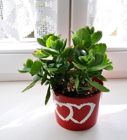 Panzió Penzion Diana