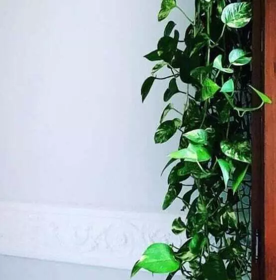 تختخواب و صبحانه Palazzo Samà