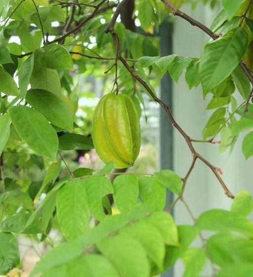 هتل Auntie Liên S Homestay