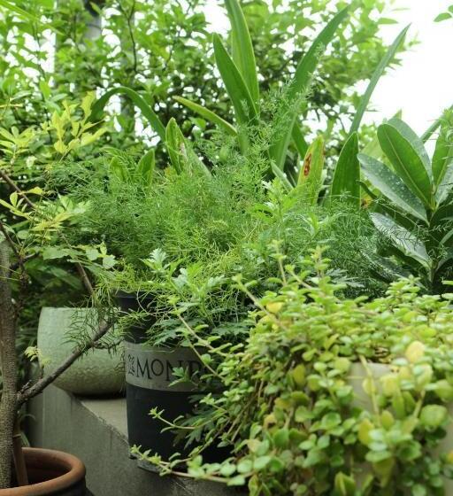 هتل Auntie Liên S Homestay